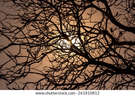 Silhouette of branches with no leaves with the sun in the background.