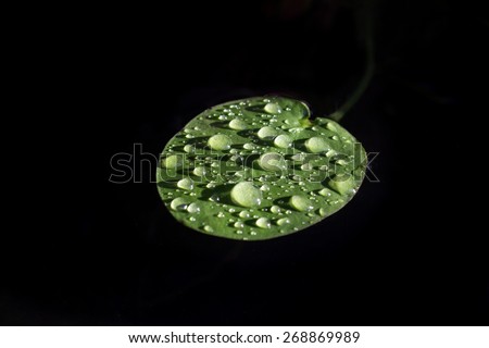 Single water lily leaf with water drops lit by afternoon sun isolated on a black background.