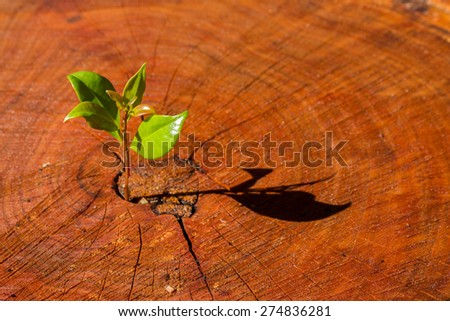 Cut red brown tree stump showing tree rings and a new shoot growing out of it representing new life.