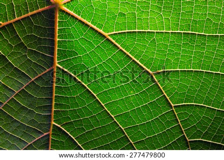 A macro shot of a green leaf with pink veins lit from the side showing shadows and the cells of the leaf.