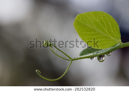New shoot of a snow pea vine showing the tendrils and a green leaf with water droplets catching the shine of the sun.