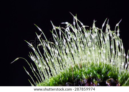 Beautiful macro photo of a small green mossy mound with seed stalks coming out of it lit up by sunlight and covered in drops of water. Isolated on a black background.