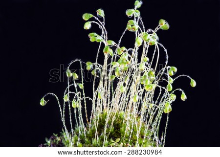Lush, green moss with green seed or flower spikes coming out of it reaching upwards and covered in water droplets. With a black background.