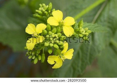 Mustard flower Sinapis Aiba yellow flowers and plant, nature