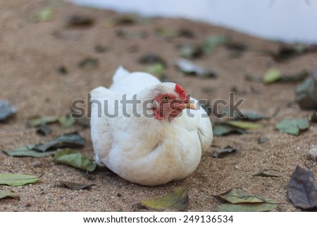 white hen