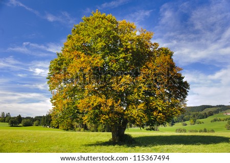 beautiful single big beech tree in autumn