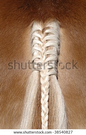 a braid at a horse tail