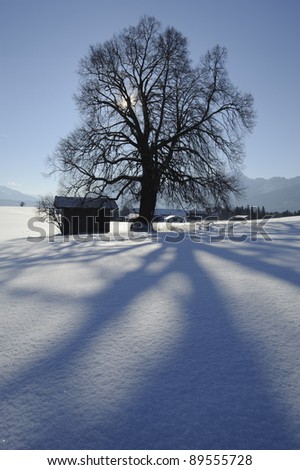 hut and tree in winter