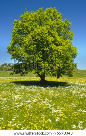 single beech tree at spring