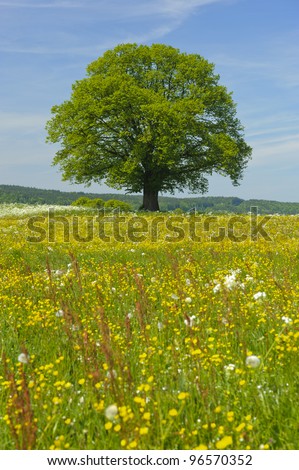 single linden tree at spring