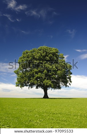 single linden tree at spring in meadow