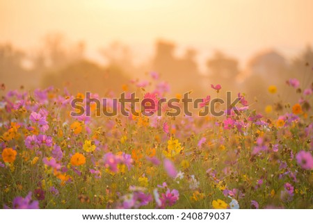 cosmos flower field in the morning at singpark in chiangrai, Thailand