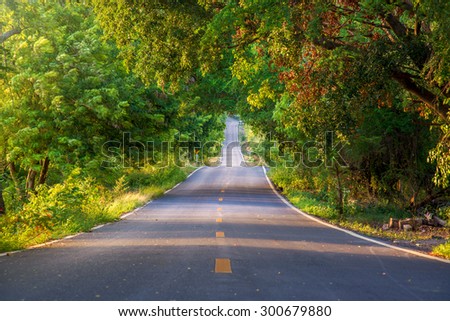 The tunnel of trees and empty road