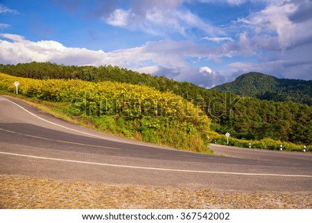 beautiful road in mountain valley of mexican sunflower