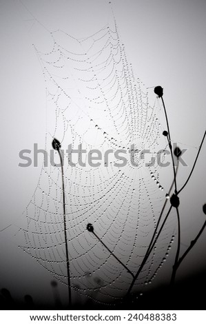 Black and white photography of a spider web with dew stretched between plants in the morning mist