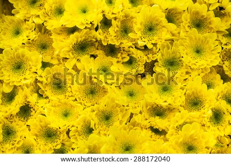 wall of chrysanthemums