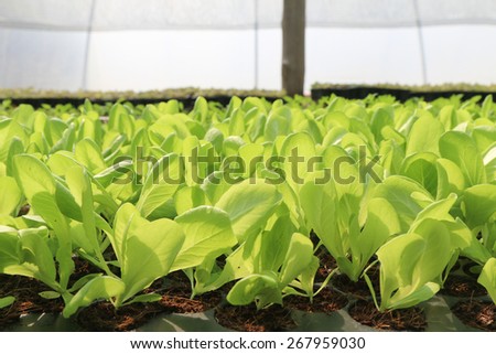 Organic Butter-head lettuce