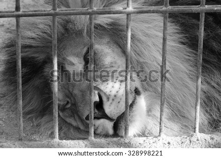 Lion lying in the aviary in the zoo. Black and white photo.