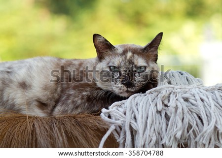 Angry cat lying down on a mop and looking at camera lens with yellow background