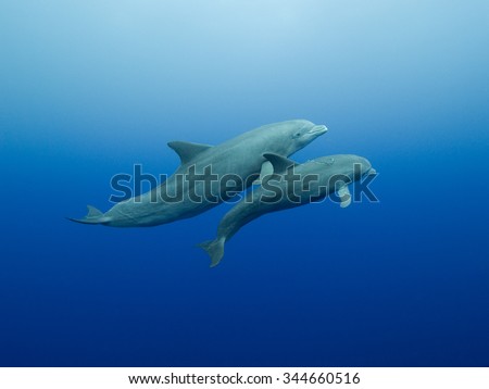 Mother and calf bottlenose dolphins swimming underwater