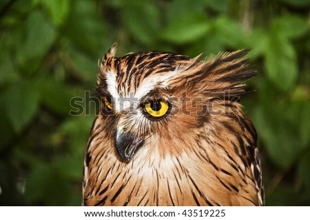 Eagle Owl with large piercing yellow eyes