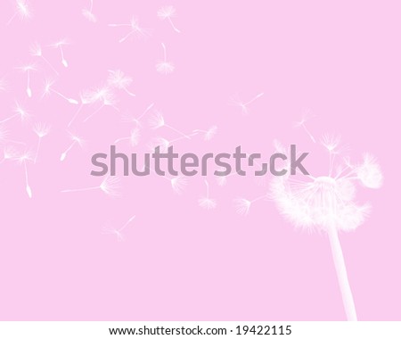 Pink Dandelion