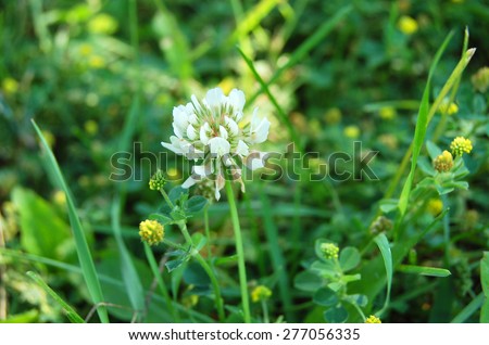 White clover (Trifolium repens). Flower of the clover. Trifolium Repens L. (White clover, Dutch Clover)