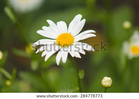 Chamomile close-up. White daisy flowers.White daisies.
