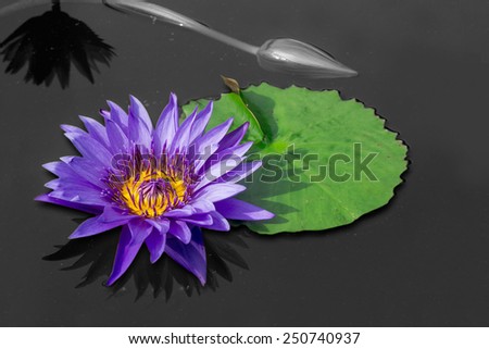 Purple Lotus on Black and White Background
