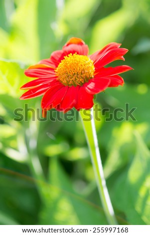 Close up C.sulphureus Cav. or Sulfur Cosmos or Yellow Cosmos flower with in the garden