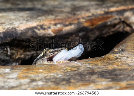 A nocturnal lizard with toe pads that enable climbing vertical walls and ceilings - Tropical House Gecko or Indo-Pacific Gecko