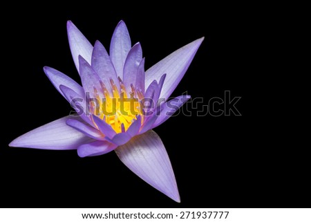 Lotus. flower beautiful lotus. isolated black background. with Clipping Path