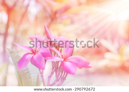 Beautiful flowers with Soft Focus Color Filtered background
