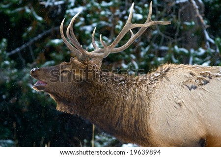 Bull elk bugles in the early morning snow.