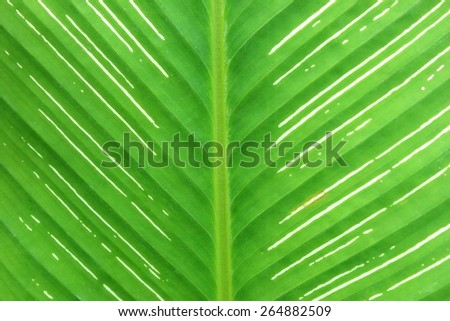 horizontal pattern and texture of vertical leaf plant inside the park