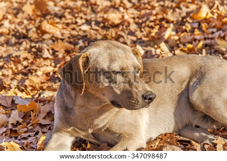 Abandoned lonely dog in autumn park