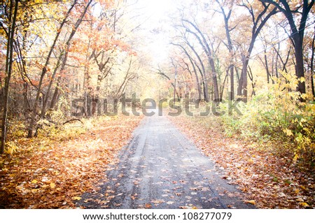 Autumn fall road surrounded by red and yellow leave trees