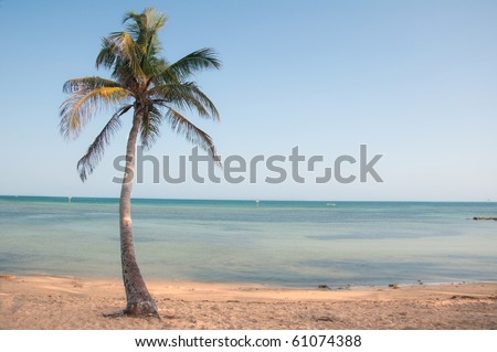 florida beaches with palm trees. florida beaches with palm