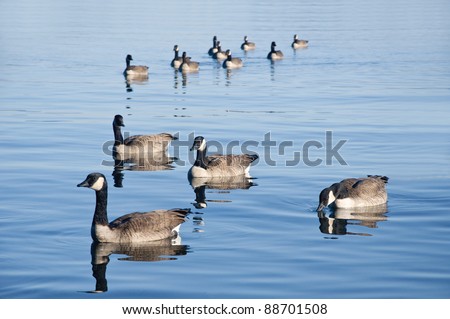 Ducks swiming in formation in the clear blue lake