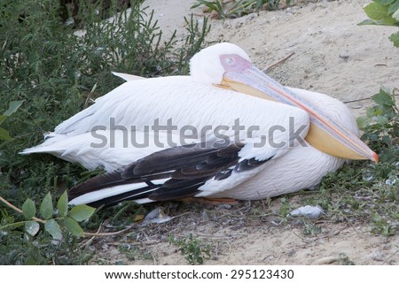 Pelican sleeping on the ground