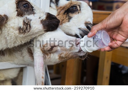 Sheep drinking milk -  focus on head