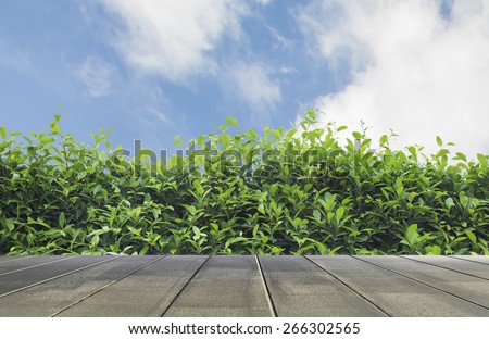 green leaves fence and wood floor texture with blue sky blur background