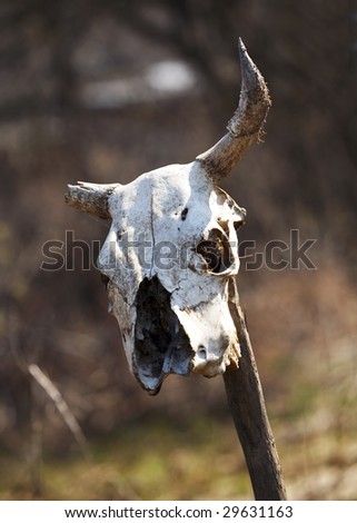 old skull of a cow with a broken horn
