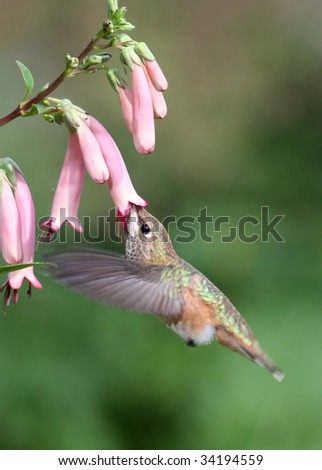 Male Rufous Hummingbird feeding on nectar from a pink cape fuchsia flower.
