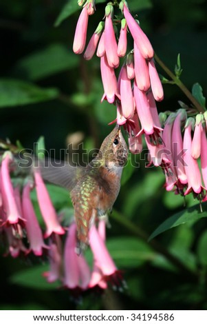 Hummingbird feeding on nectar from a pink cape fuchsia flower.
