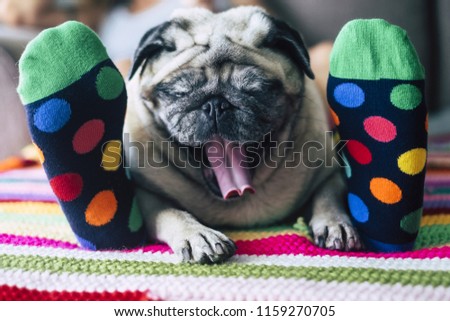 funny image of real family life at home with best friends woman and pug sleeping toeghter, colorful socks and the dog in the middle making yawn for a early wake up. lazy domestic concept with colors