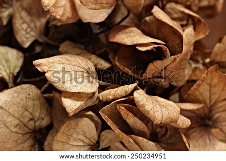 Dried flowers hydrangea