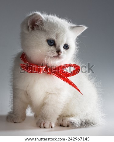 Siberian grey cat with red ribbon