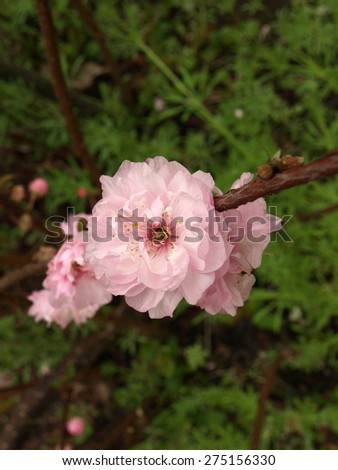 bush with pink spring flowers