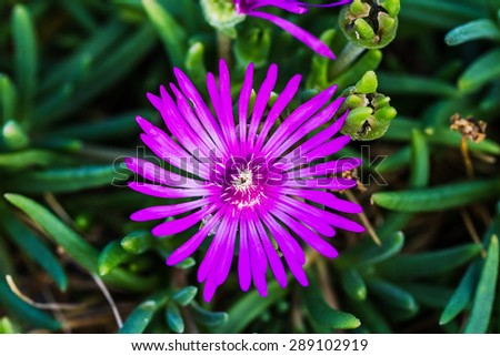 Delosperma Flower Purple Cooper\'s Ice Plant